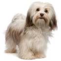 Image result for havanese dogs