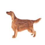 Image result for irish setters dogs