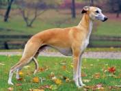 Image result for italian greyhound