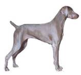Image result for weimaraner dog