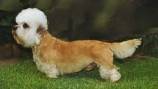 Image result for dandie dinmont terrier canada